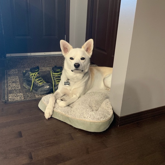 Meet your Posher, Jenness - Picture 1 of 1